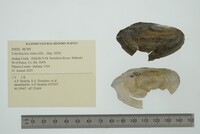 Utterbackia imbecillis image