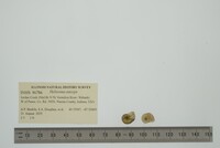 Helisoma anceps image