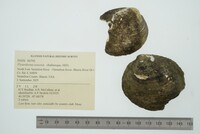 Pleurobema sintoxia image