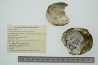 Pleurobema sintoxia image