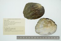 Amblema plicata image