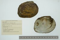 Pleurobema sintoxia image