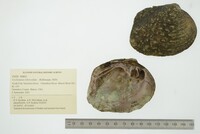 Cyclonaias tuberculata image