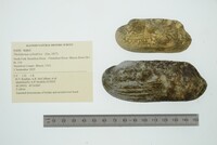 Theliderma cylindrica image