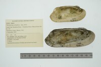 Theliderma cylindrica image