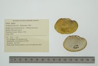 Lampsilis fasciola image