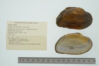 Strophitus undulatus image