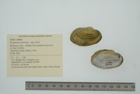 Strophitus undulatus image
