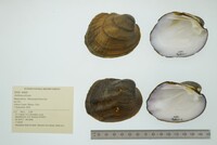 Amblema plicata image