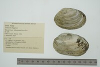 Lampsilis higginsii image