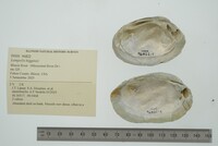 Lampsilis higginsii image