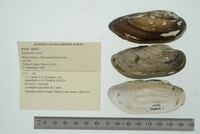 Lampsilis teres image