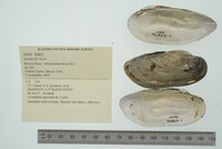 Lampsilis teres image