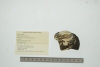 Megalonaias nervosa image