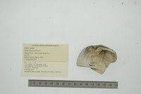 Megalonaias nervosa image