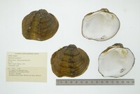 Quadrula quadrula image