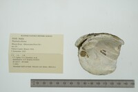 Fusconaia ebena image