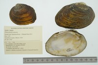 Pleurobema sintoxia image