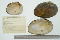 Pleurobema sintoxia image