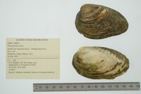 Pleurobema clava image