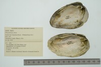 Pleurobema clava image