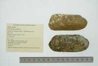 Theliderma cylindrica image