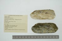 Theliderma cylindrica image