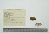 Toxolasma parvum image