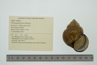 Cipangopaludina chinensis image