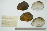 Fusconaia flava image