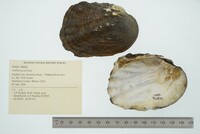 Amblema plicata image