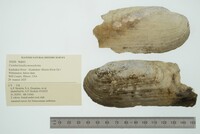 Margaritifera monodonta image