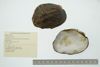 Amblema plicata image