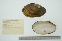 Lampsilis siliquoidea image