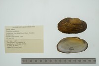 Strophitus undulatus image