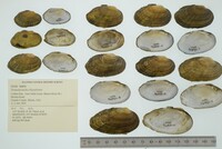 Venustaconcha ellipsiformis image