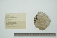 Cyclonaias tuberculata image