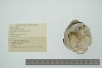 Cyclonaias tuberculata image