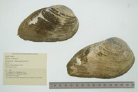 Elliptio crassidens image