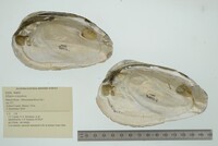 Elliptio crassidens image