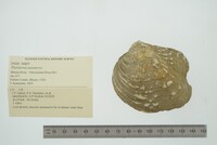 Theliderma metanevra image