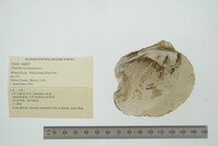 Theliderma metanevra image