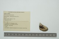 Dreissena polymorpha image