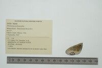 Dreissena polymorpha image