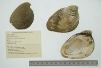 Pleurobema sintoxia image
