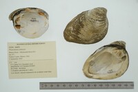 Pleurobema sintoxia image