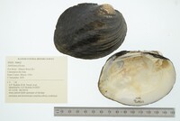 Amblema plicata image