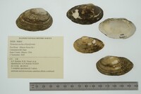 Venustaconcha ellipsiformis image