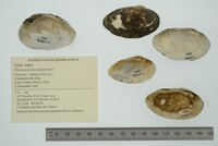 Venustaconcha ellipsiformis image