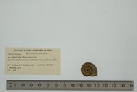 Planorbella trivolvis image